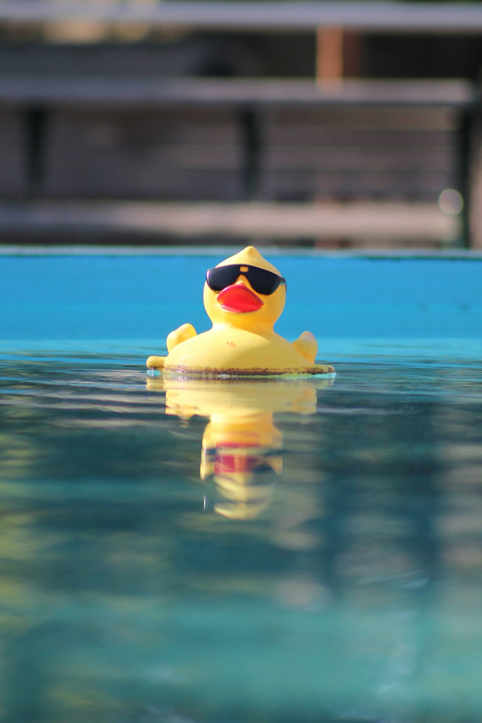 A yellow rubber ducky floats on what looks like an above-ground swimming pool. The ducky is wearing sunglasses.