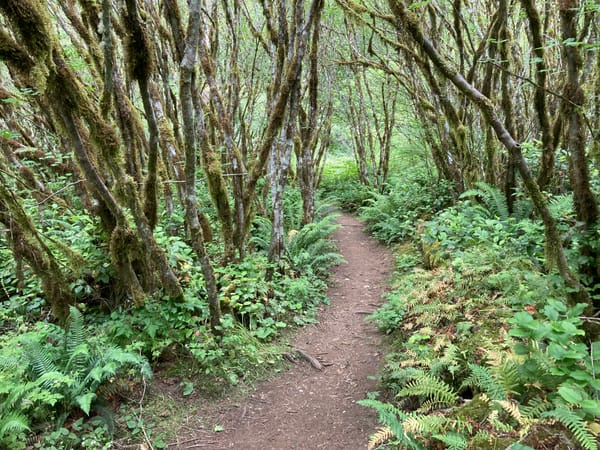 A trail winds from foreground to background through a grove of trees, there are ferns lining the trail.